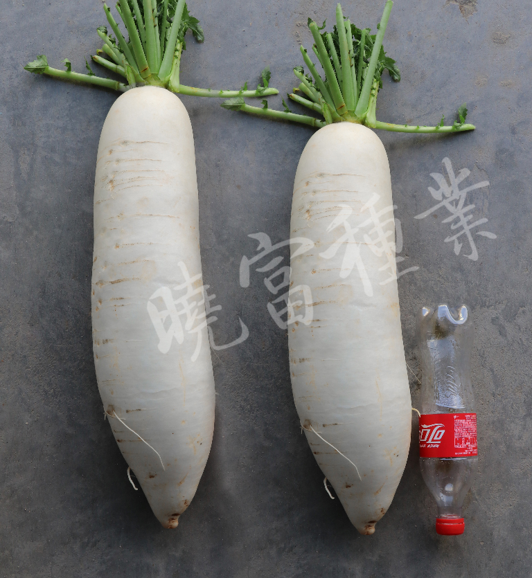 1585790394588687.jpg 02.jpg